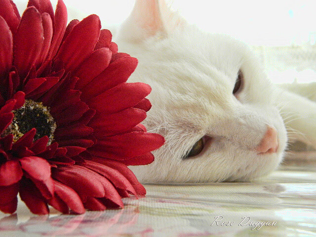 开云官网-《年轻一代的电竞梦想：从校园到职业的转变》，一代电竞人青春结束了