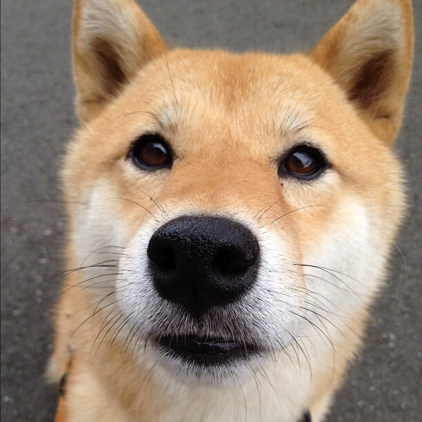 开云体育中国官网-中国女篮提前锁定奥运参赛资格，激情无限，中国队女篮奥运会