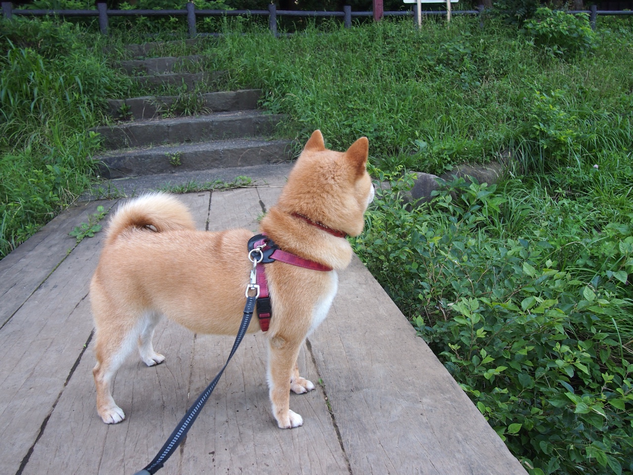 开云·体育官网APP下载-火箭客场击败灰熊结束连败颓势，火箭对灰熊今天比赛视频