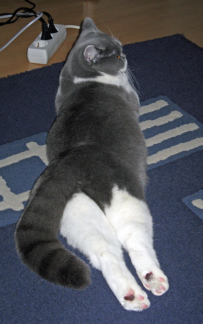 开云·体育全站登录地址-灰熊宣布阵容重建主打年轻化路线，灰熊的阵容